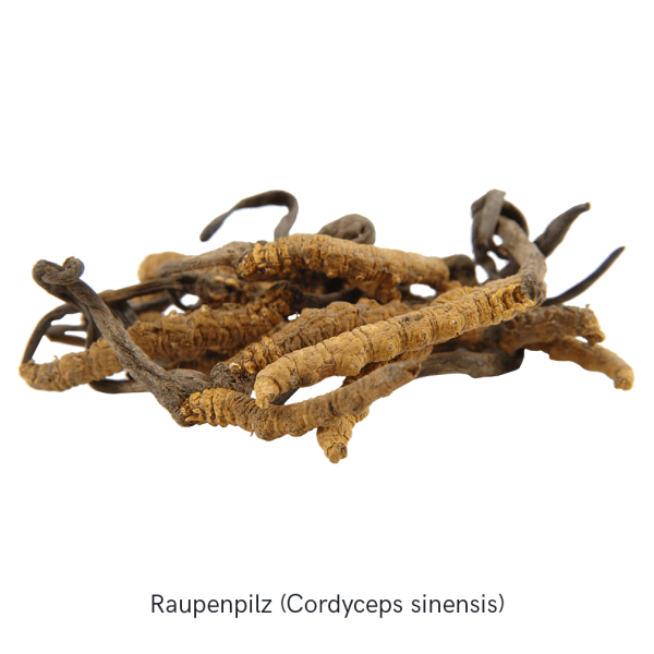 MYKOFIT® Bio Cordyceps Kapseln