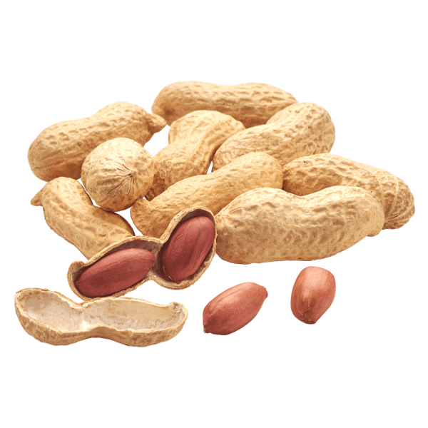 Frischesortiment Bio Erdnüsse mit Schale