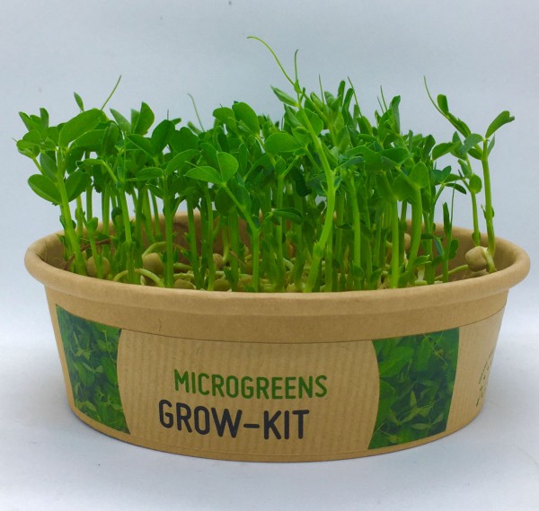 Gronest Grow-Win Urban-Gemüsegarten-Kit 4L Bio Basilikum