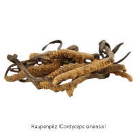 vita7 MYKOFIT® Bio Cordyceps Kapseln vita7 MYKOFIT® Bio Cordyceps Kapseln