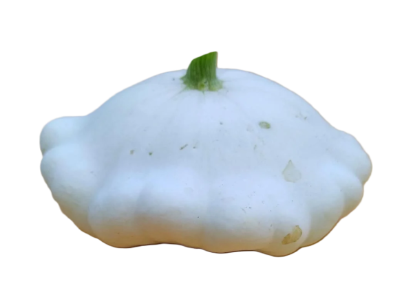 Frischesortiment Bio Ufo Patisson Kürbis, 1 kg