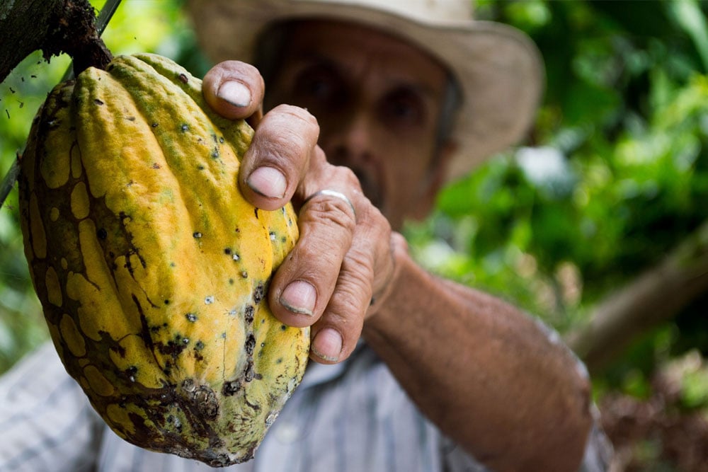 Die Kakaobohnen für unsere greenist Kakaonibs werden in Peru sorgfältig geerntet